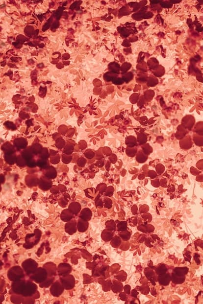 Hematologija i hemostaza